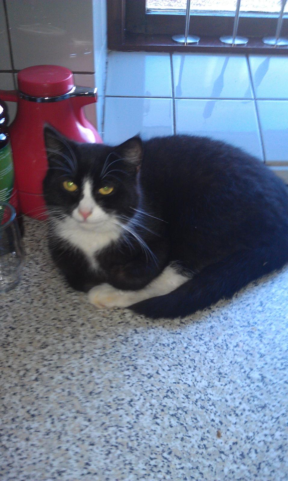 Huskat Tazan billede 5