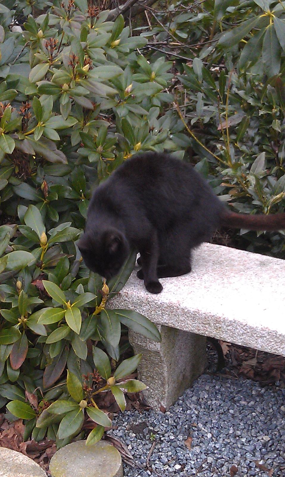 Huskat kattemoar billede 2