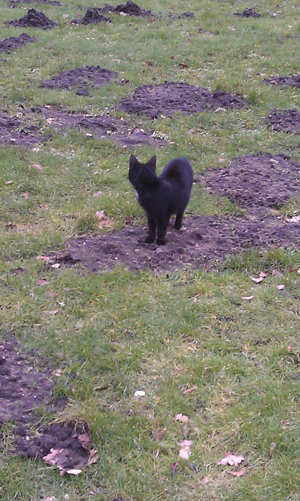 Huskat kattemoar billede 3