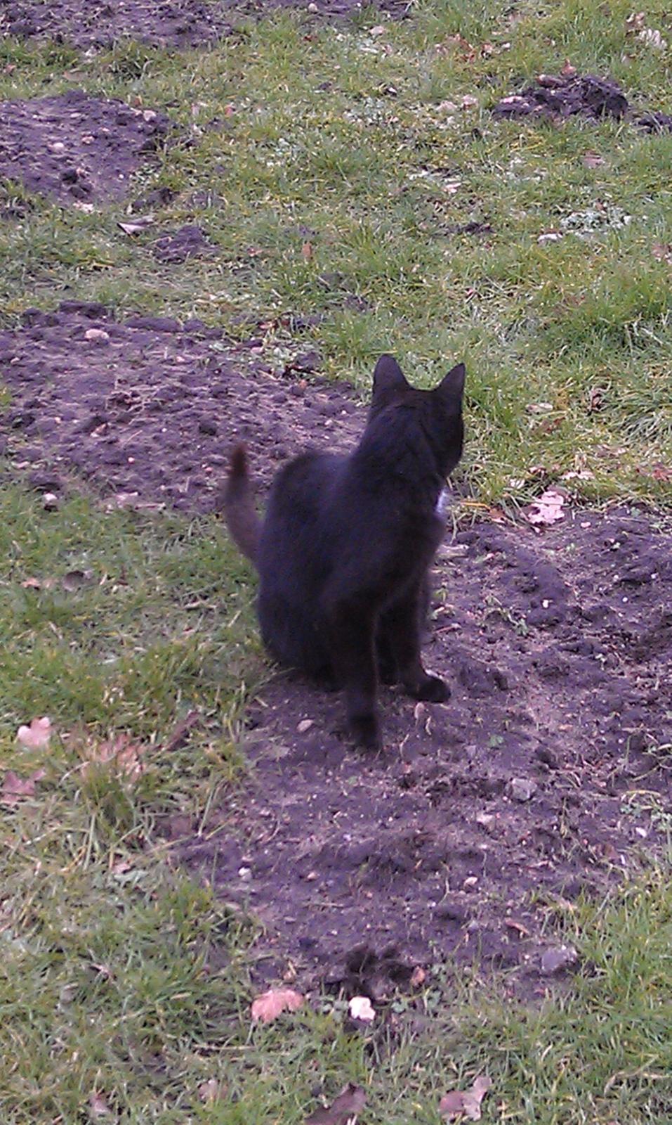 Huskat kattemoar billede 4