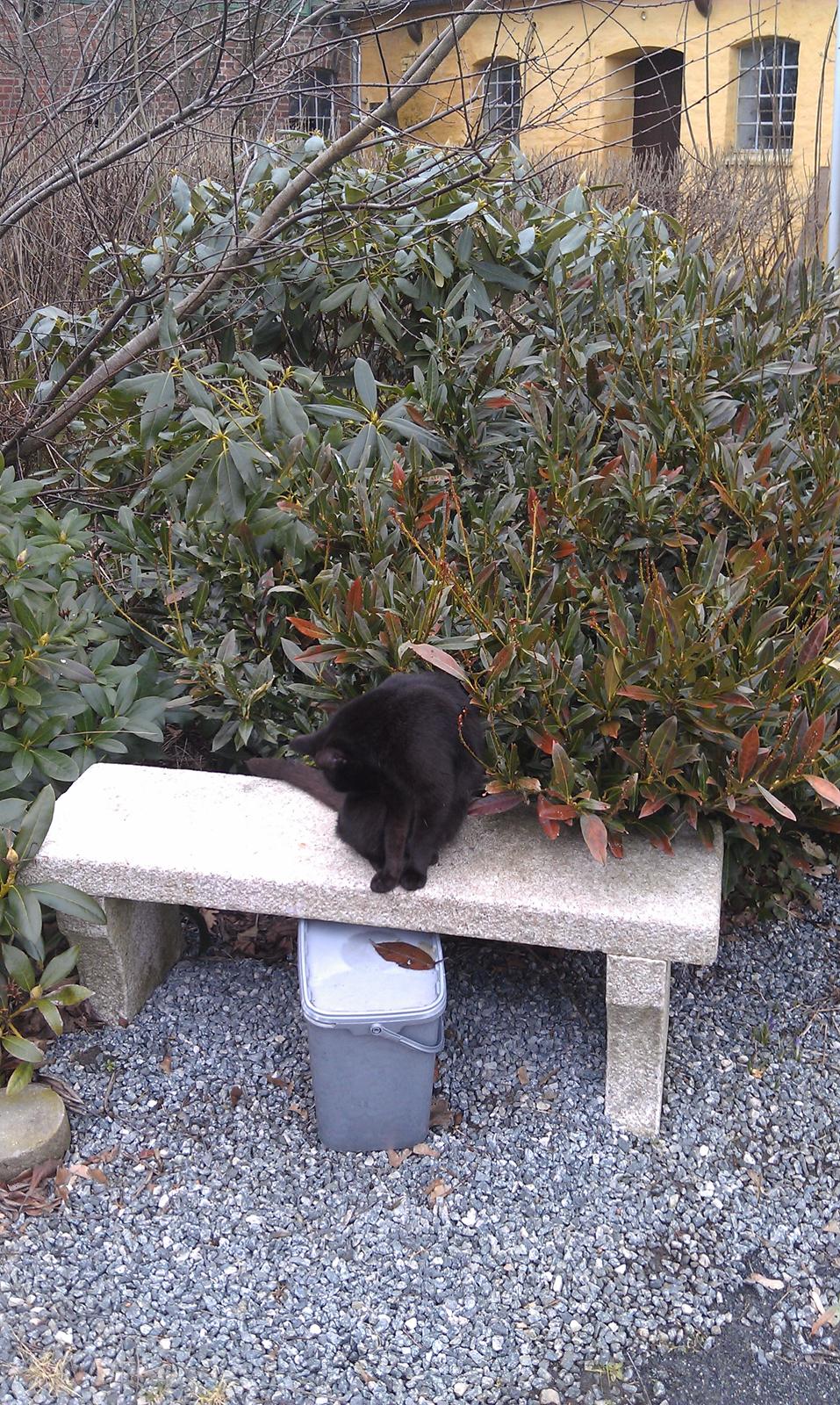 Huskat kattemoar billede 5