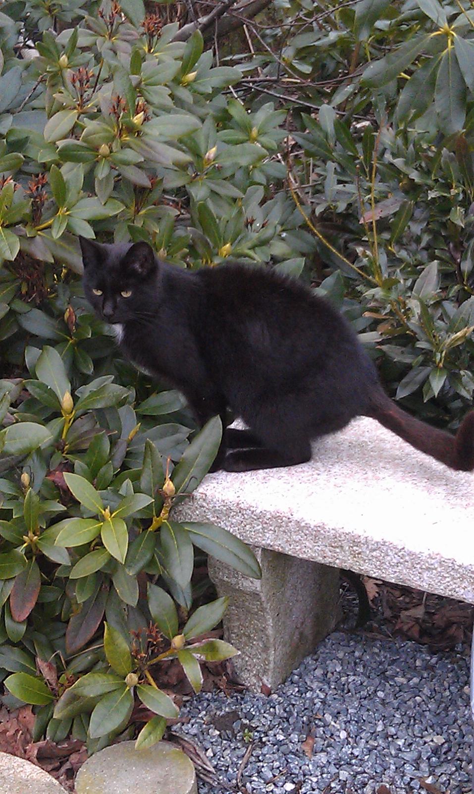 Huskat kattemoar billede 6