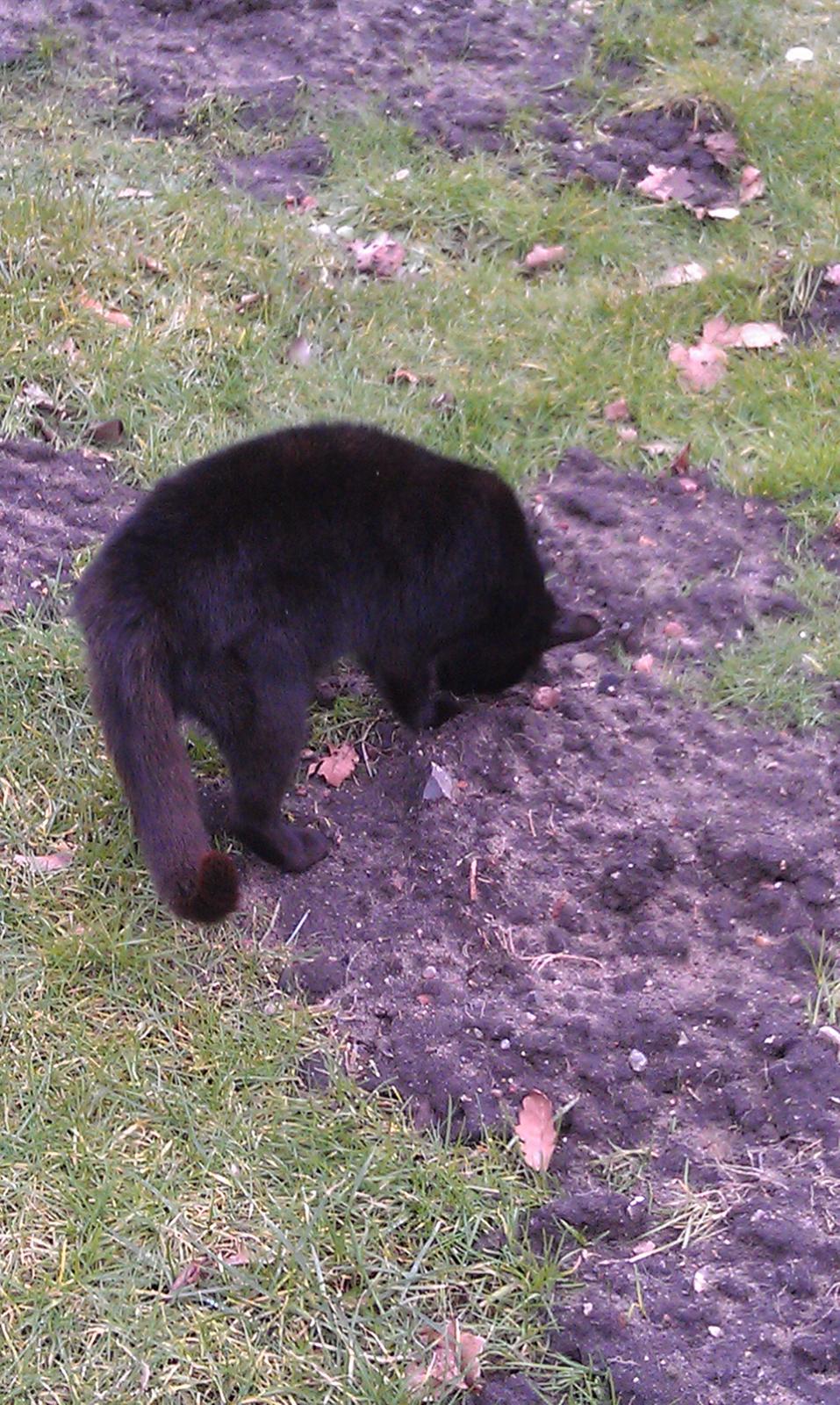 Huskat kattemoar billede 7