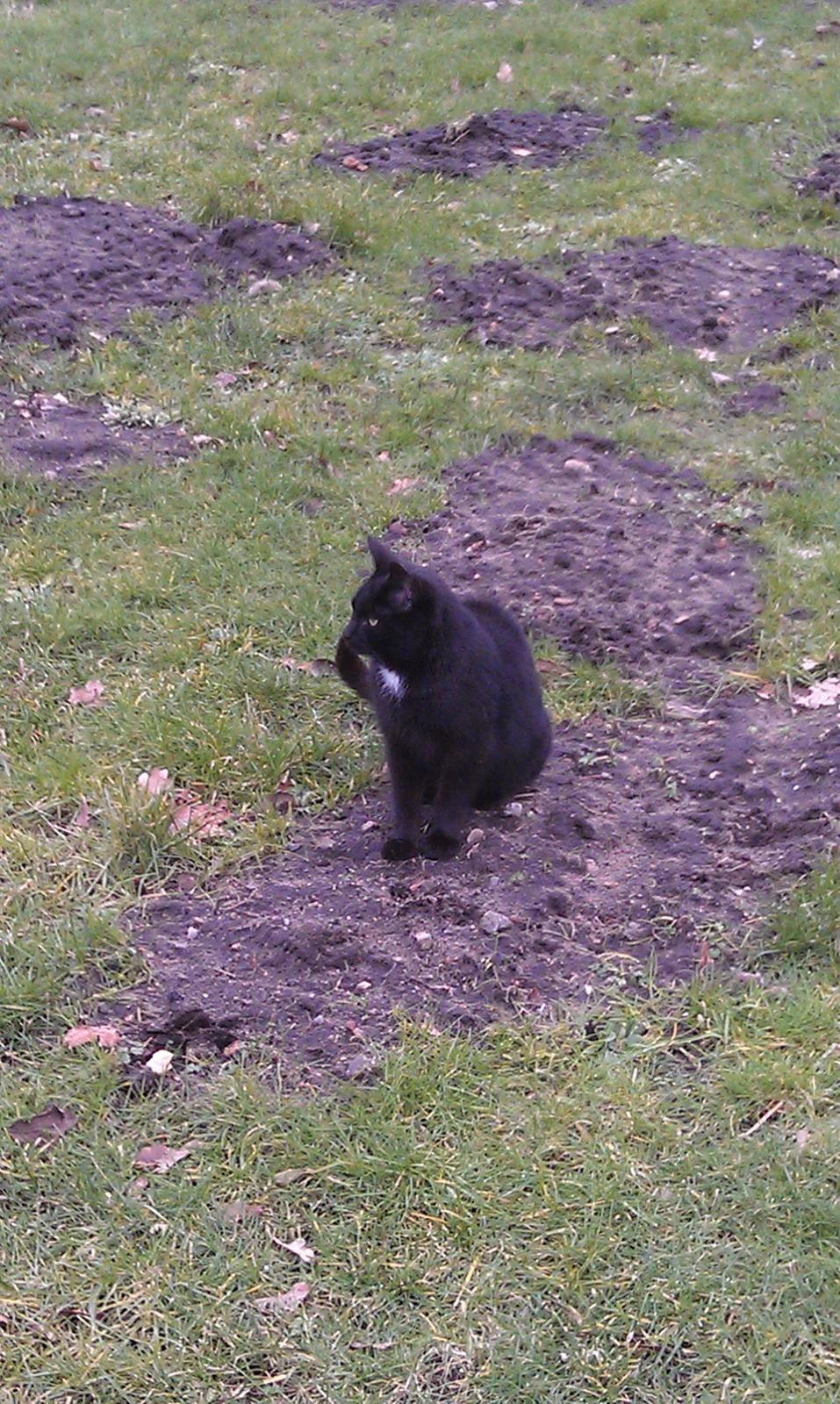 Huskat kattemoar billede 8