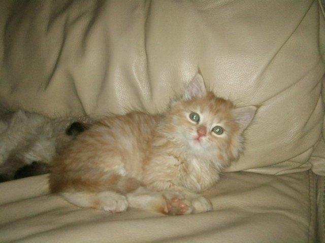 Blanding af racer Chlöe - Ragdoll/maincoon - babymisser <3 billede 6