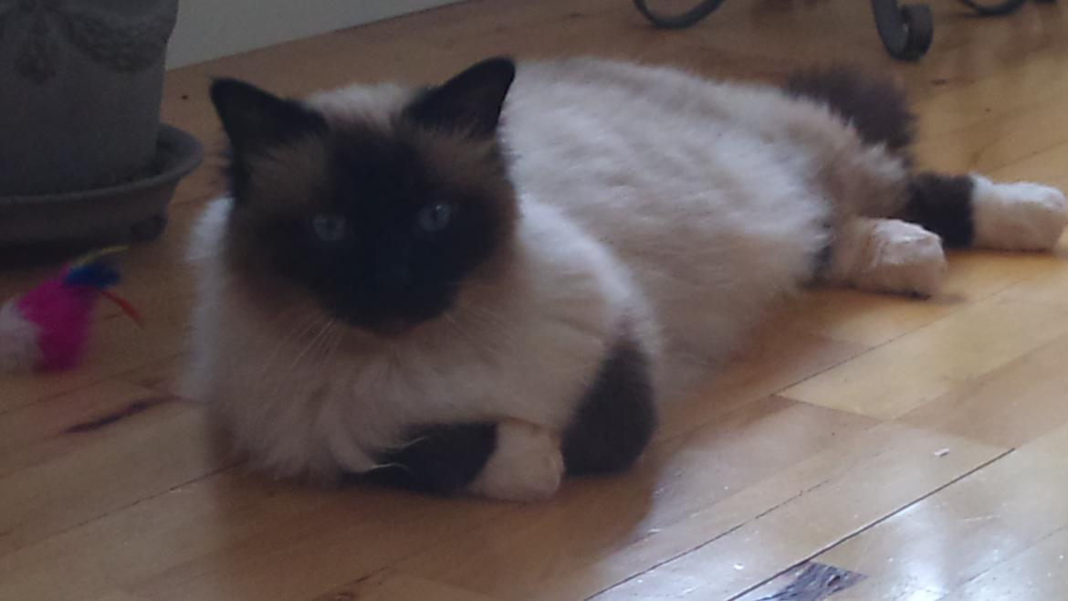 Hellig Birma Guffi billede 1