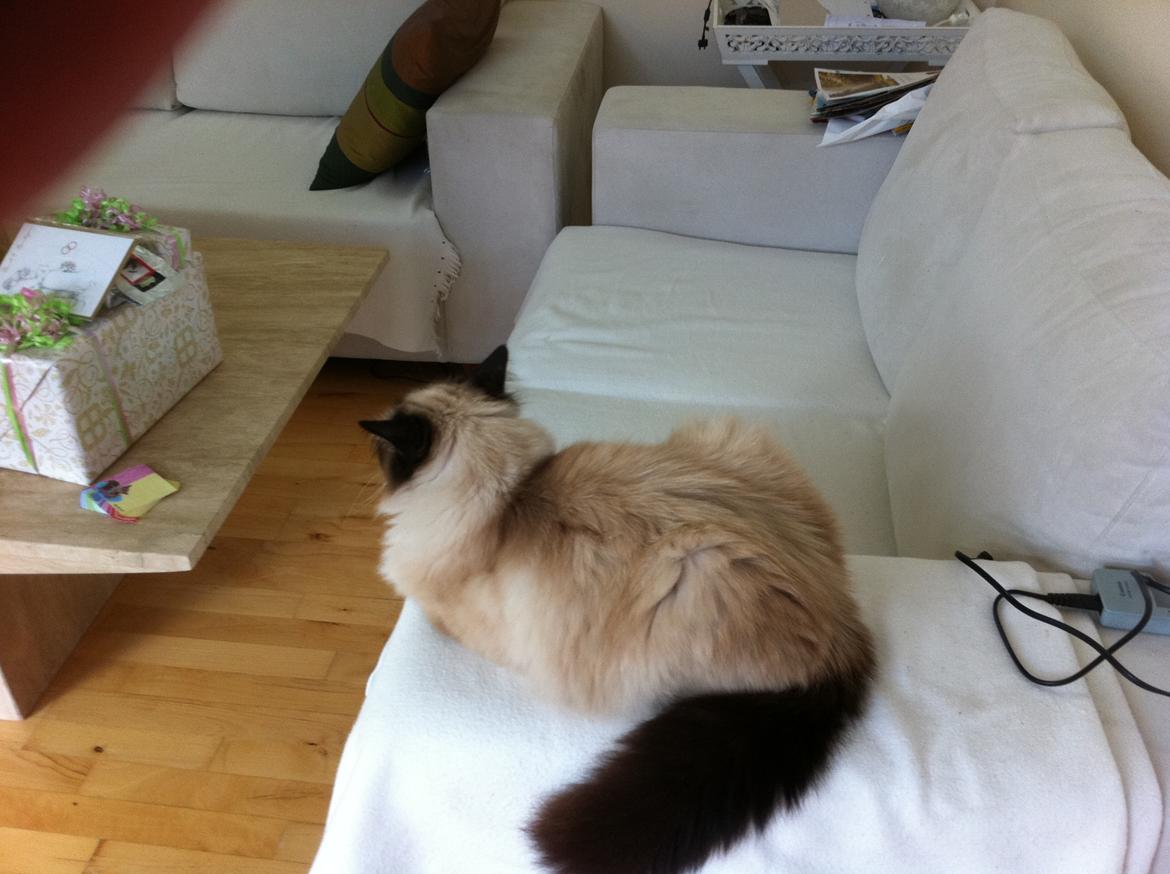 Hellig Birma Guffi billede 2