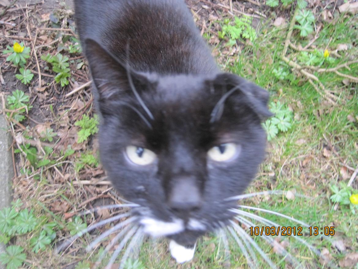 Huskat | Mosevangens Bichar {R.I.P 21/5-12} - #9   Var lige ude i haven og tage billeder af naturen. Selvfølgelig kommer min lille tyksak og spolerer det hele. Opmærksomhedkrævende mis. ♥
//Fotograf: Mig billede 9