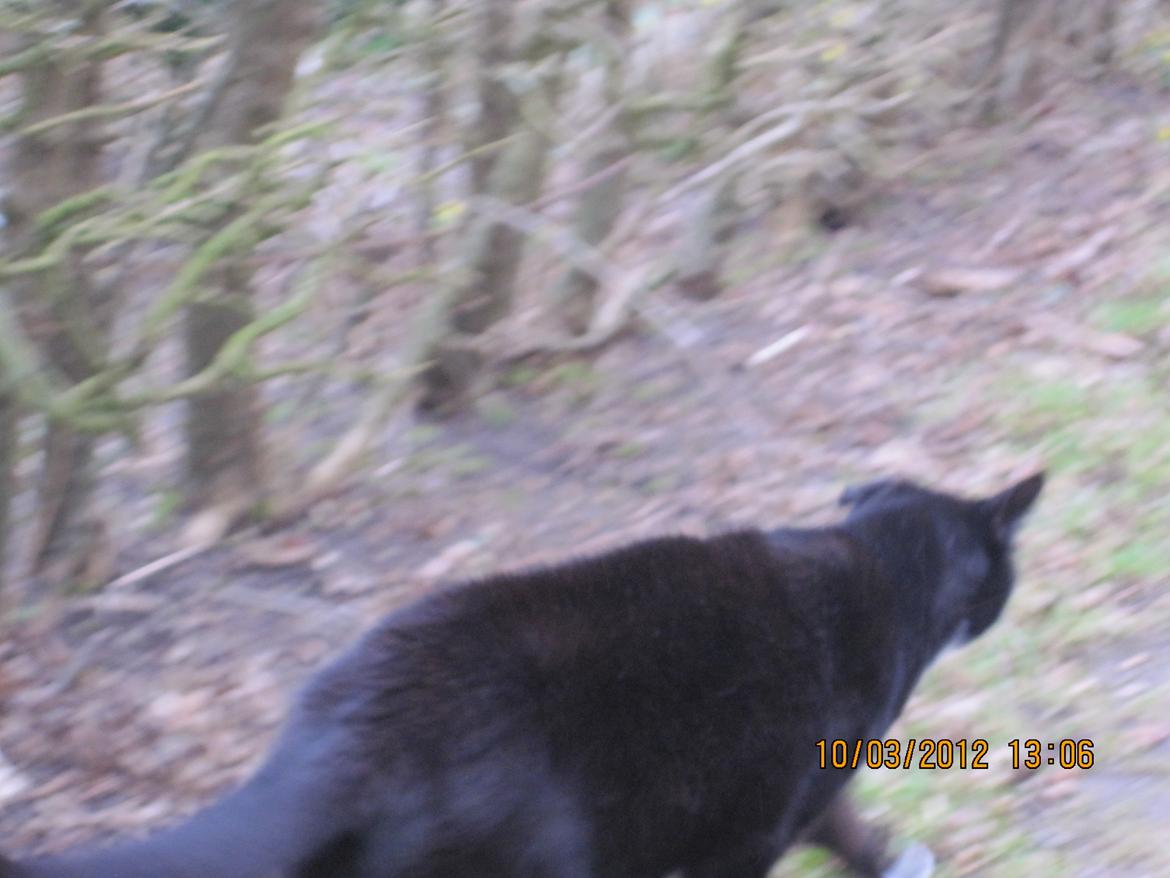 Huskat | Mosevangens Bichar {R.I.P 21/5-12} - #10  Var lige ude i haven og tage billeder af naturen. Selvfølgelig kommer min lille tyksak og spolerer det hele. Opmærksomhedkrævende mis. ♥
//Fotograf: Mig billede 10