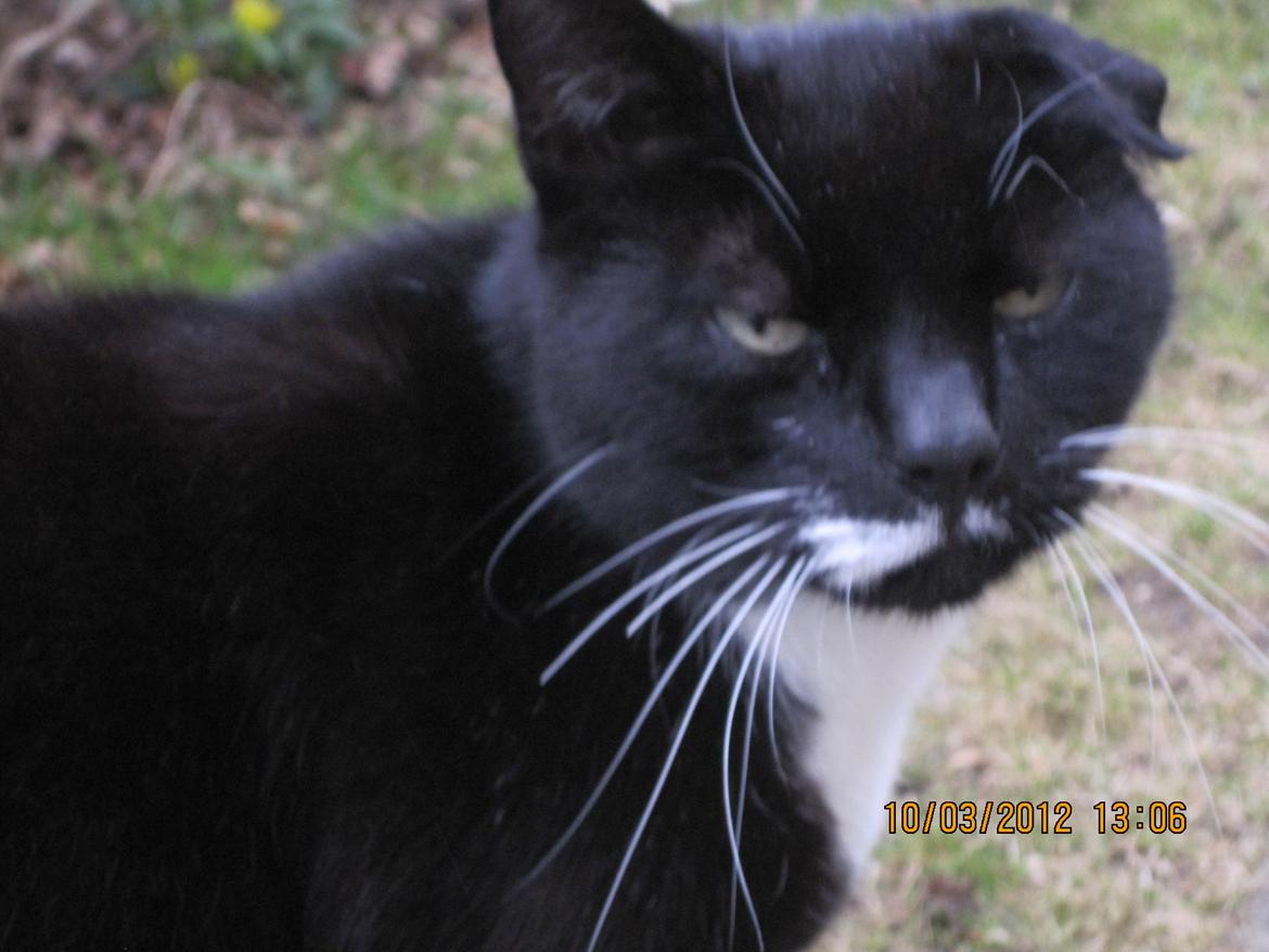 Huskat | Mosevangens Bichar {R.I.P 21/5-12} - #11  Var lige ude i haven og tage billeder af naturen. Selvfølgelig kommer min lille tyksak og spolerer det hele. Opmærksomhedkrævende mis. ♥
//Fotograf: Mig billede 11