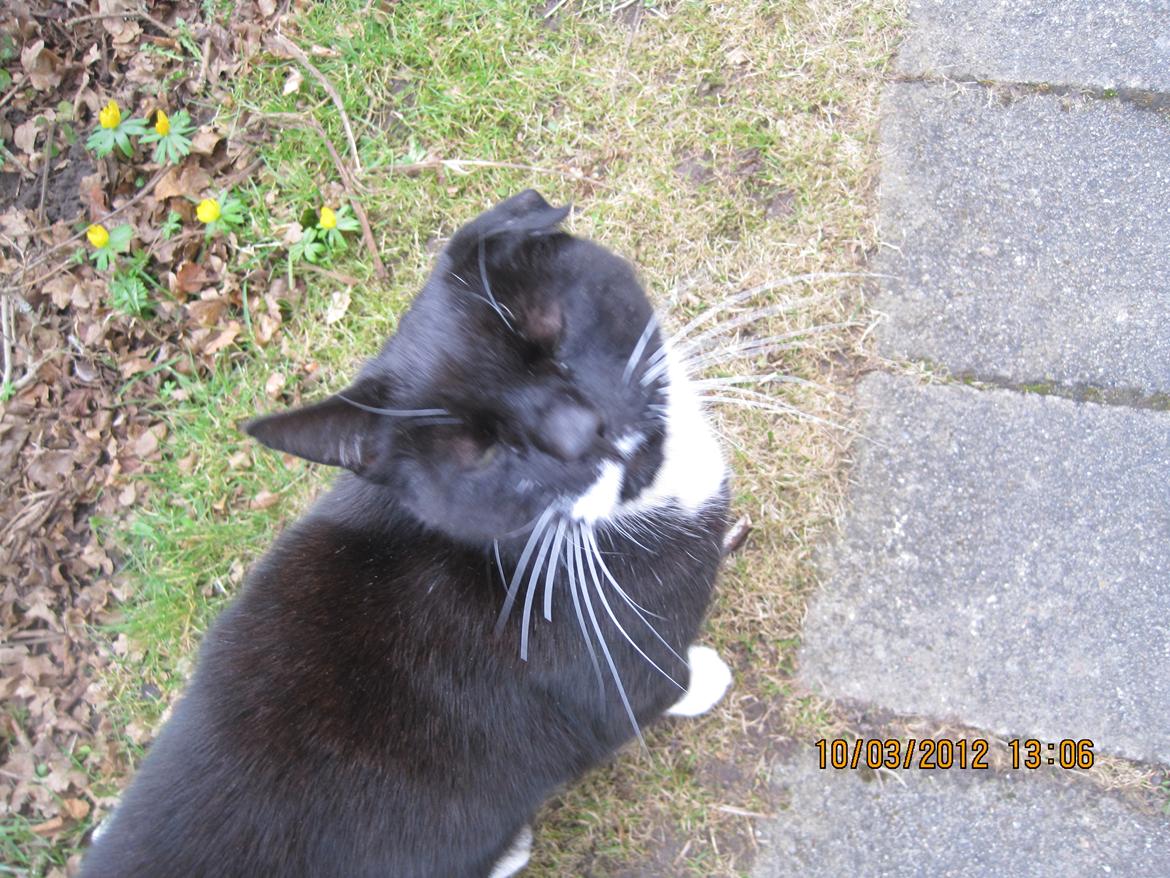 Huskat | Mosevangens Bichar {R.I.P 21/5-12} - #12  Var lige ude i haven og tage billeder af naturen. Selvfølgelig kommer min lille tyksak og spolerer det hele. Opmærksomhedkrævende mis. ♥
//Fotograf: Mig billede 12