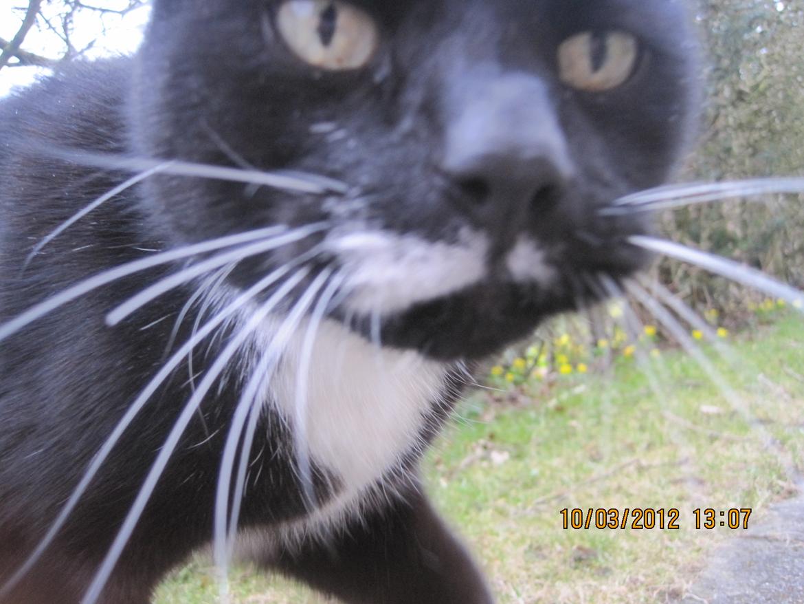 Huskat | Mosevangens Bichar {R.I.P 21/5-12} - #13  Var lige ude i haven og tage billeder af naturen. Selvfølgelig kommer min lille tyksak og spolerer det hele. Opmærksomhedkrævende mis. ♥
//Fotograf: Mig billede 13