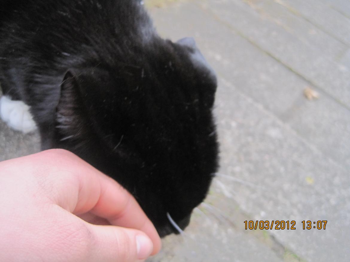 Huskat | Mosevangens Bichar {R.I.P 21/5-12} - #14   Var lige ude i haven og tage billeder af naturen. Selvfølgelig kommer min lille tyksak og spolerer det hele. Opmærksomhedkrævende mis. ♥
//Fotograf: Mig billede 14