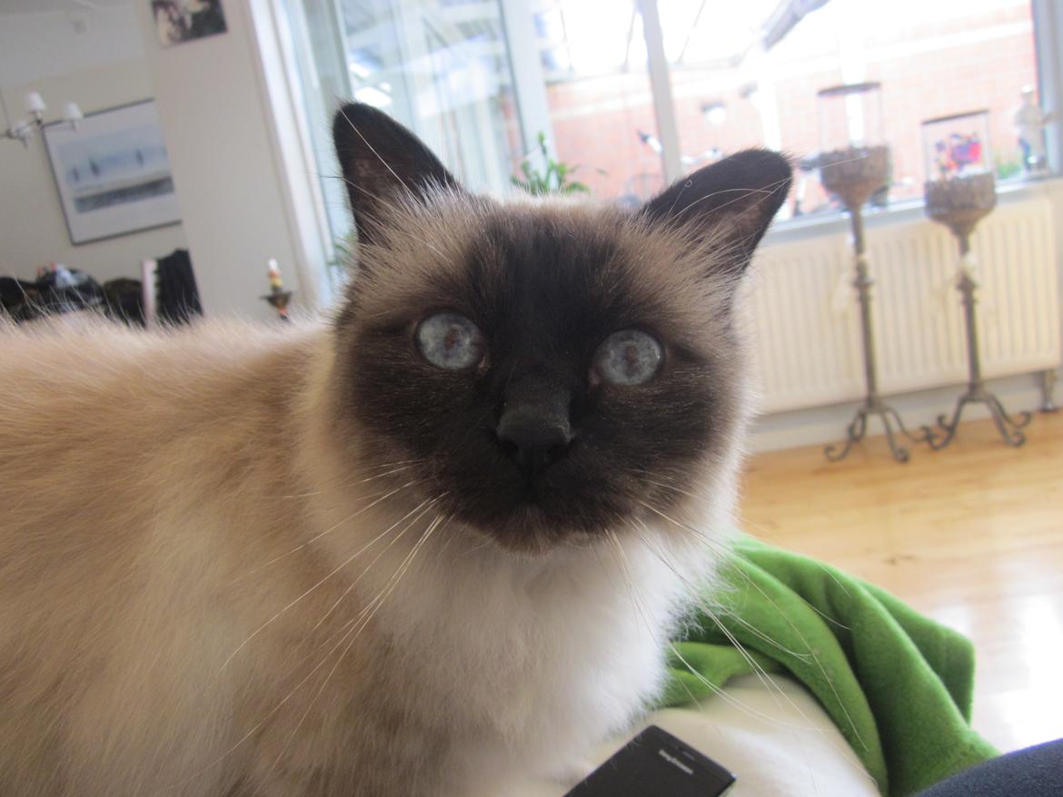 Hellig Birma Guffi billede 3