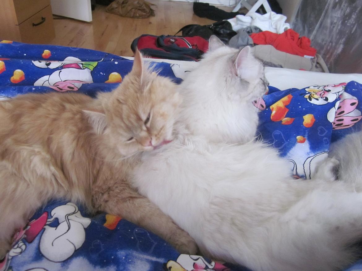 Blanding af racer Chlöe - Ragdoll/maincoon billede 7