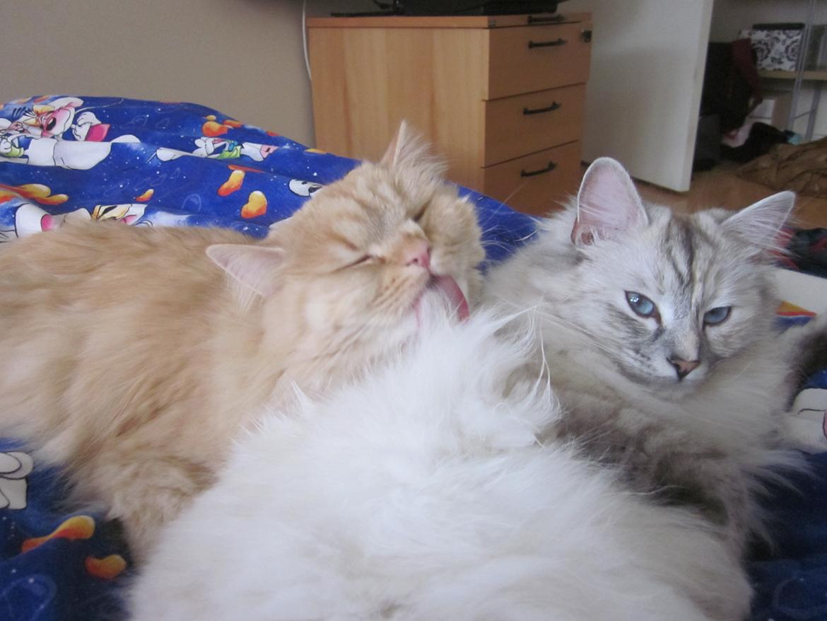 Blanding af racer Chlöe - Ragdoll/maincoon billede 8