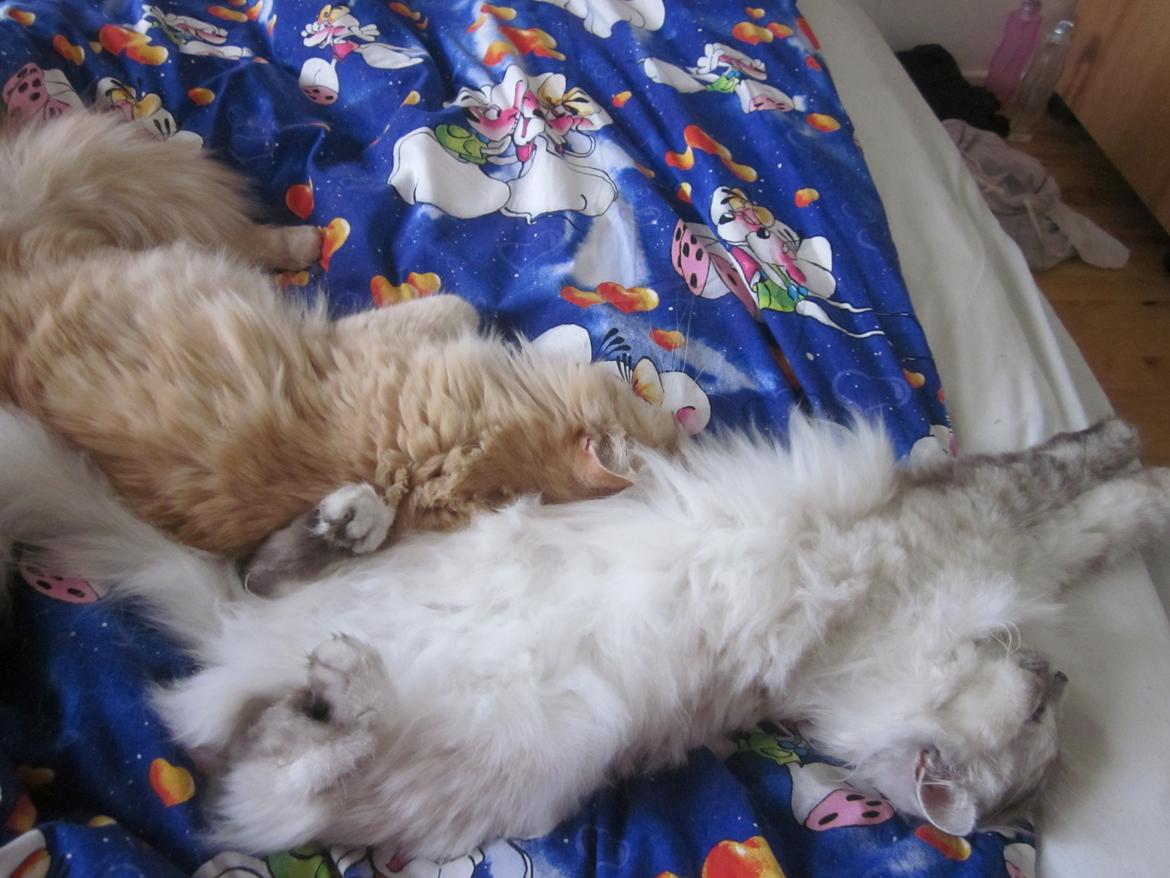 Blanding af racer Chlöe - Ragdoll/maincoon billede 9