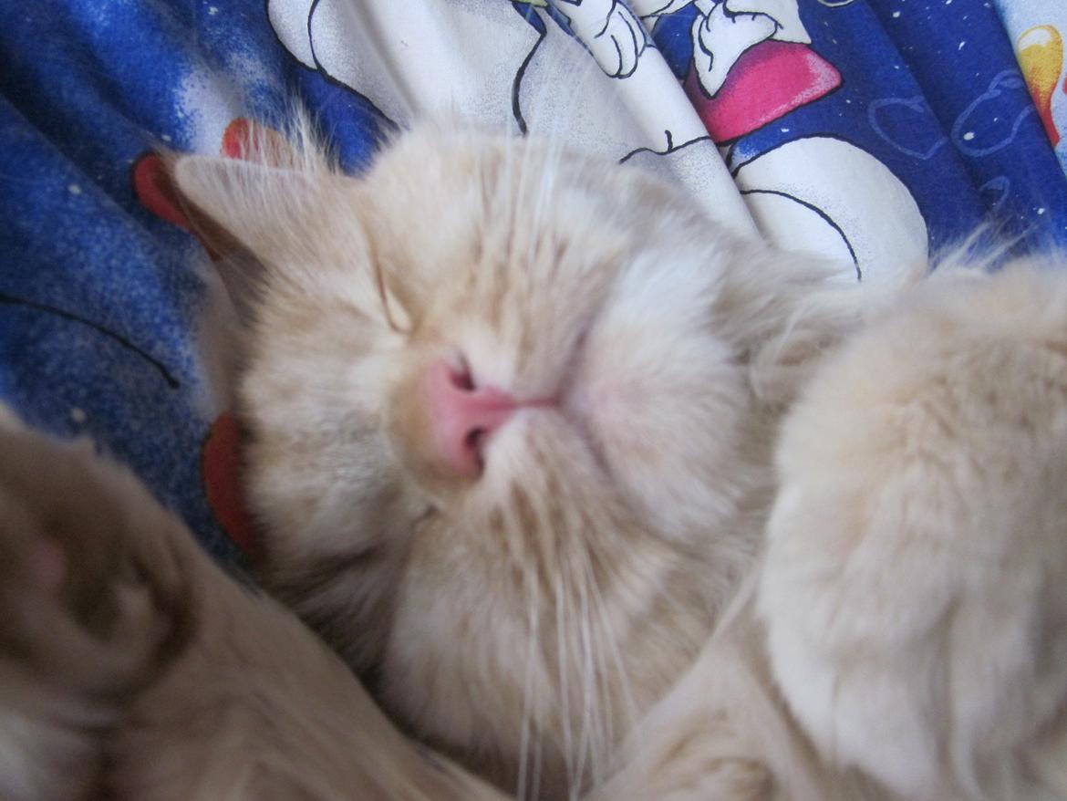 Blanding af racer Chlöe - Ragdoll/maincoon billede 10