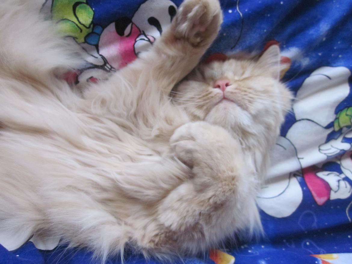 Blanding af racer Chlöe - Ragdoll/maincoon billede 11