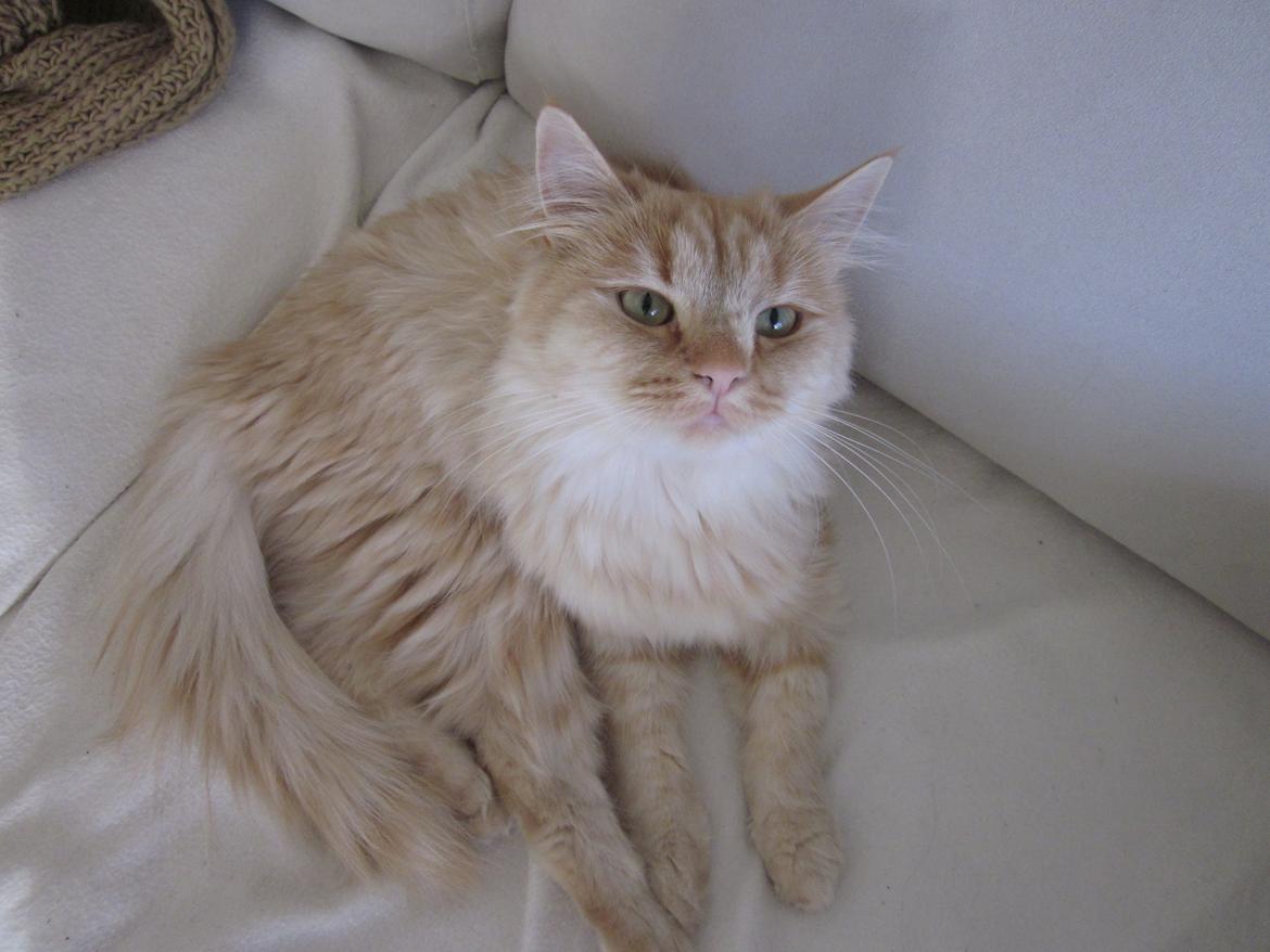 Blanding af racer Chlöe - Ragdoll/maincoon billede 12