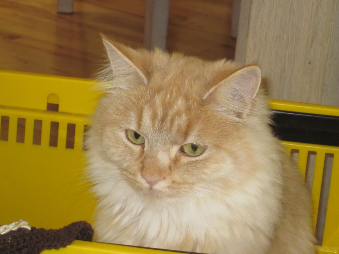 Blanding af racer Chlöe - Ragdoll/maincoon billede 13