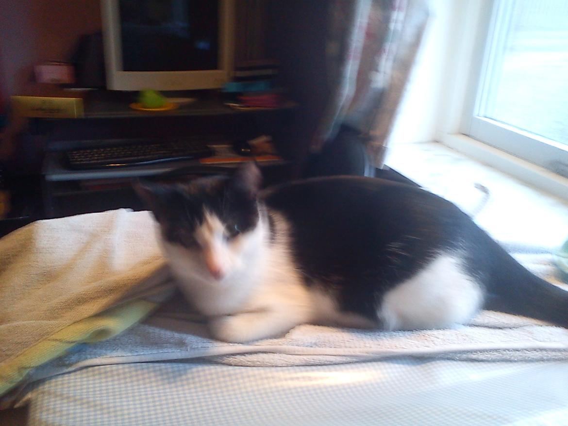 Huskat sasha billede 6