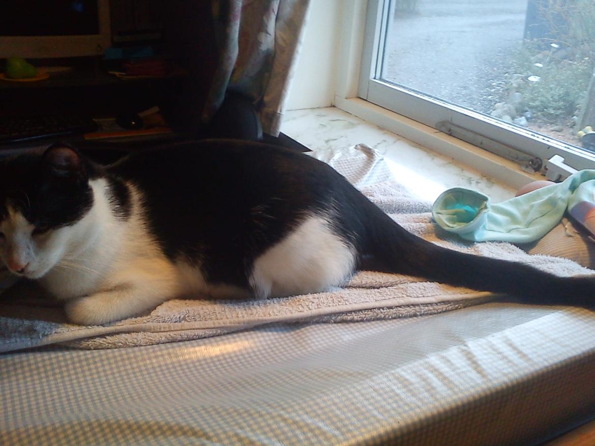 Huskat sasha billede 7