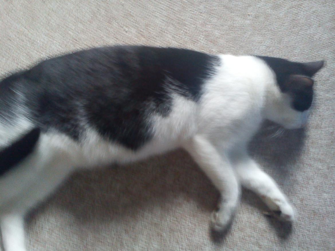 Huskat sasha billede 8
