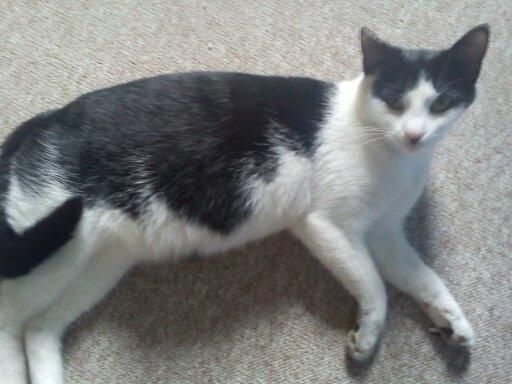 Huskat sasha billede 9