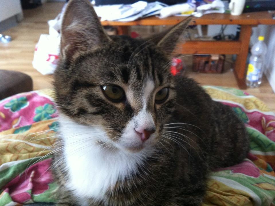 Huskat Lille Dahlin,  kaldt Mulle. billede 1