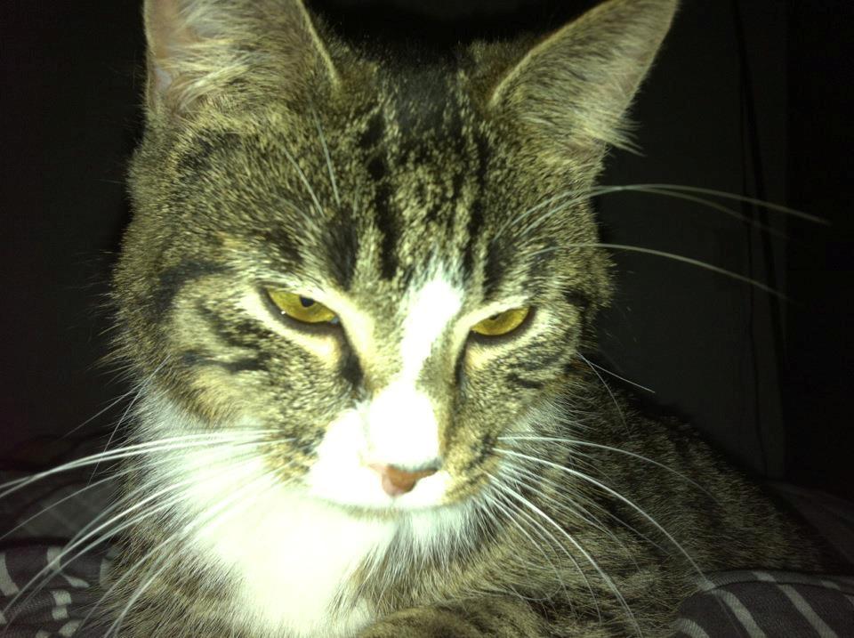 Huskat Lille Dahlin,  kaldt Mulle. billede 2