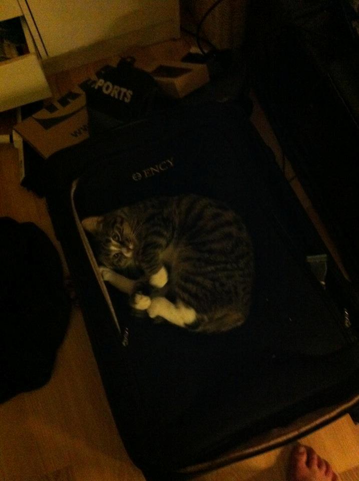 Huskat Lille Dahlin,  kaldt Mulle. billede 3