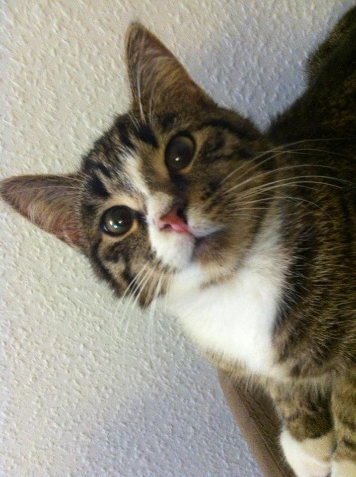 Huskat Lille Dahlin,  kaldt Mulle. billede 4