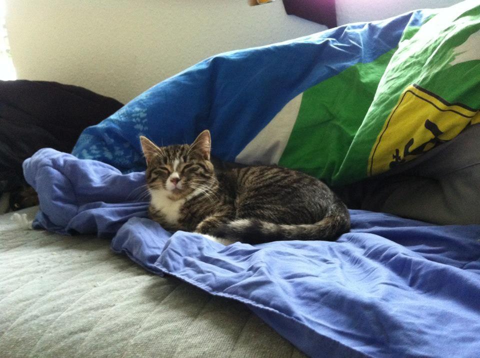 Huskat Lille Dahlin,  kaldt Mulle. billede 5