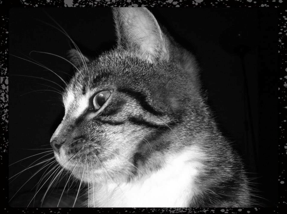 Huskat Lille Dahlin,  kaldt Mulle. billede 6