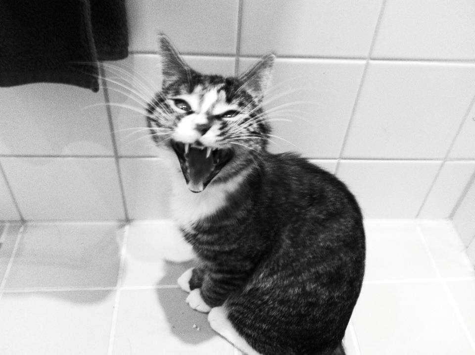 Huskat Lille Dahlin,  kaldt Mulle. billede 7