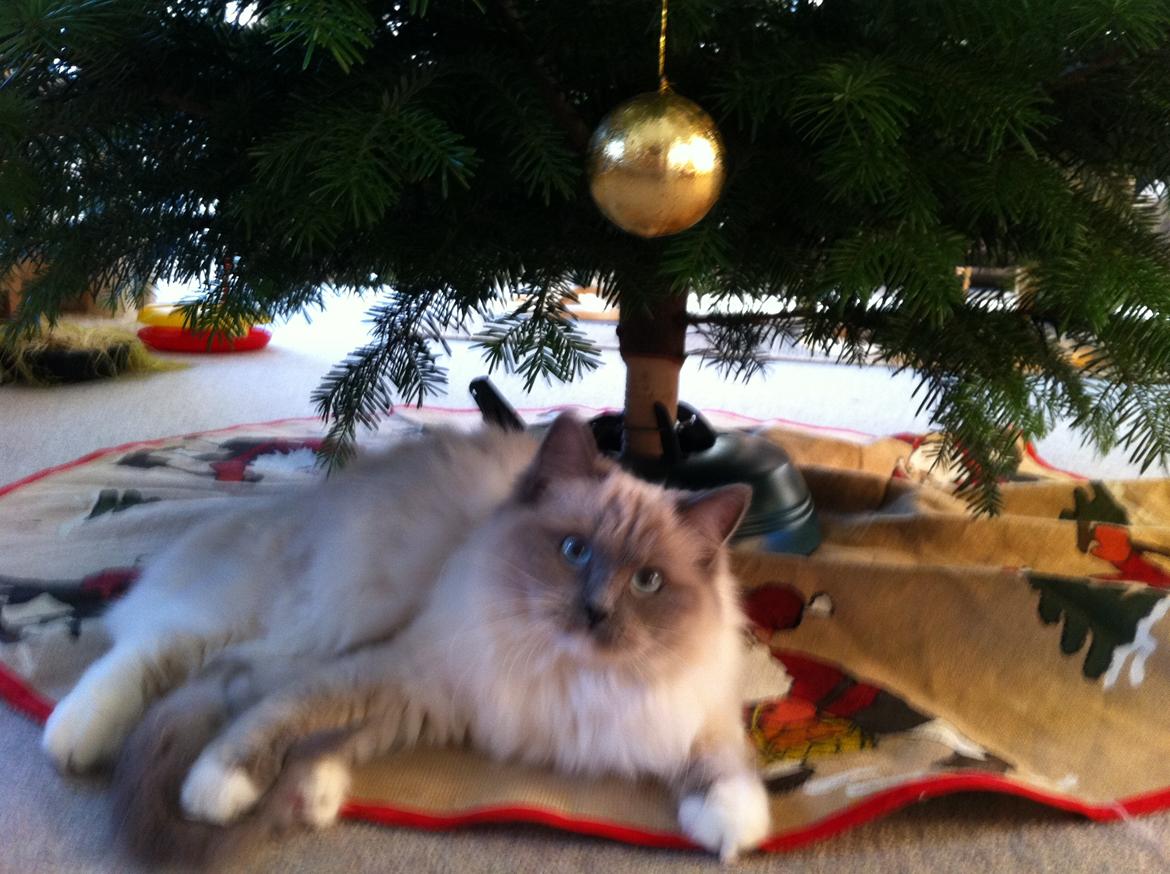 Ragdoll Merle billede 9