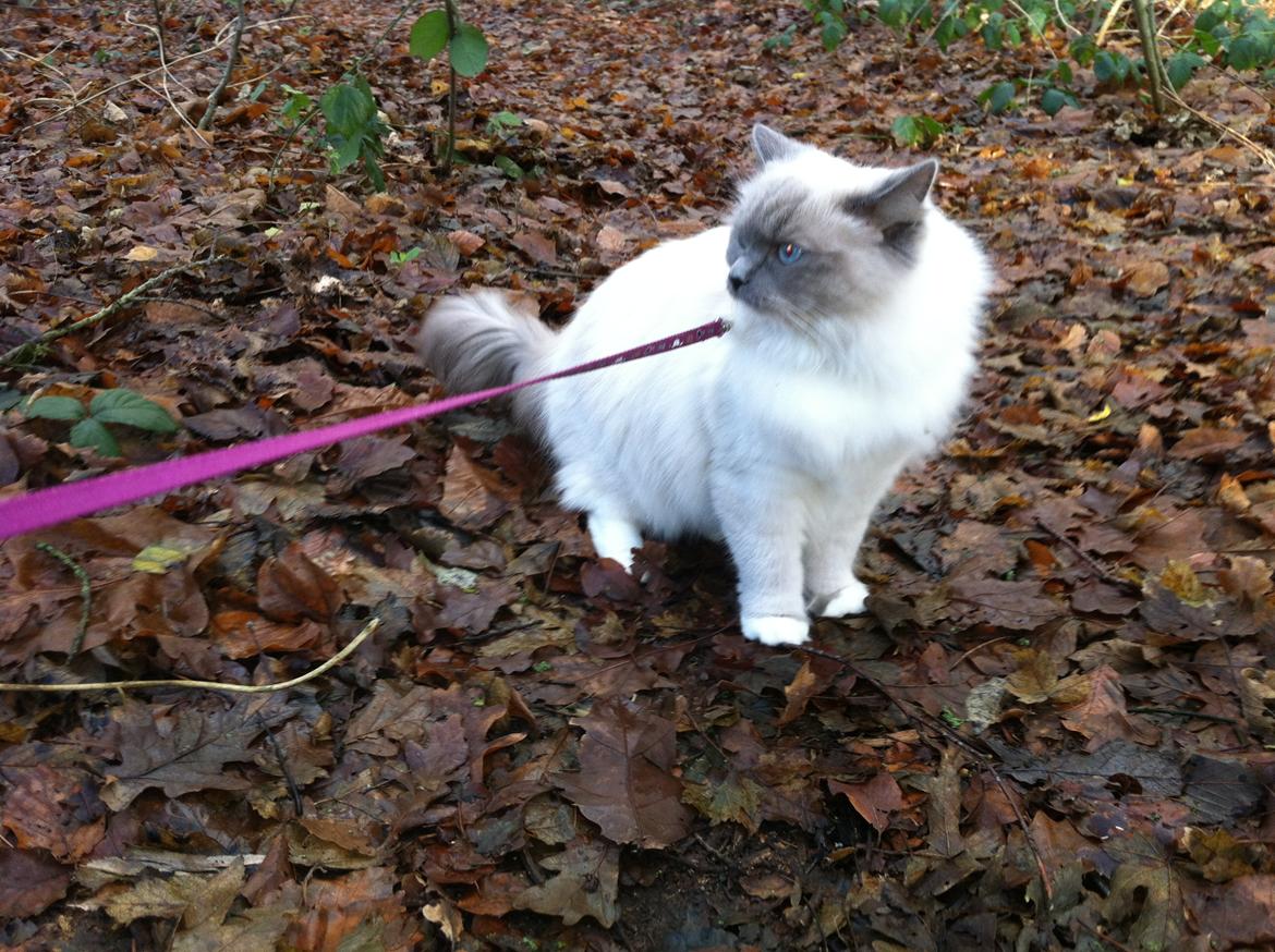 Ragdoll Merle billede 10