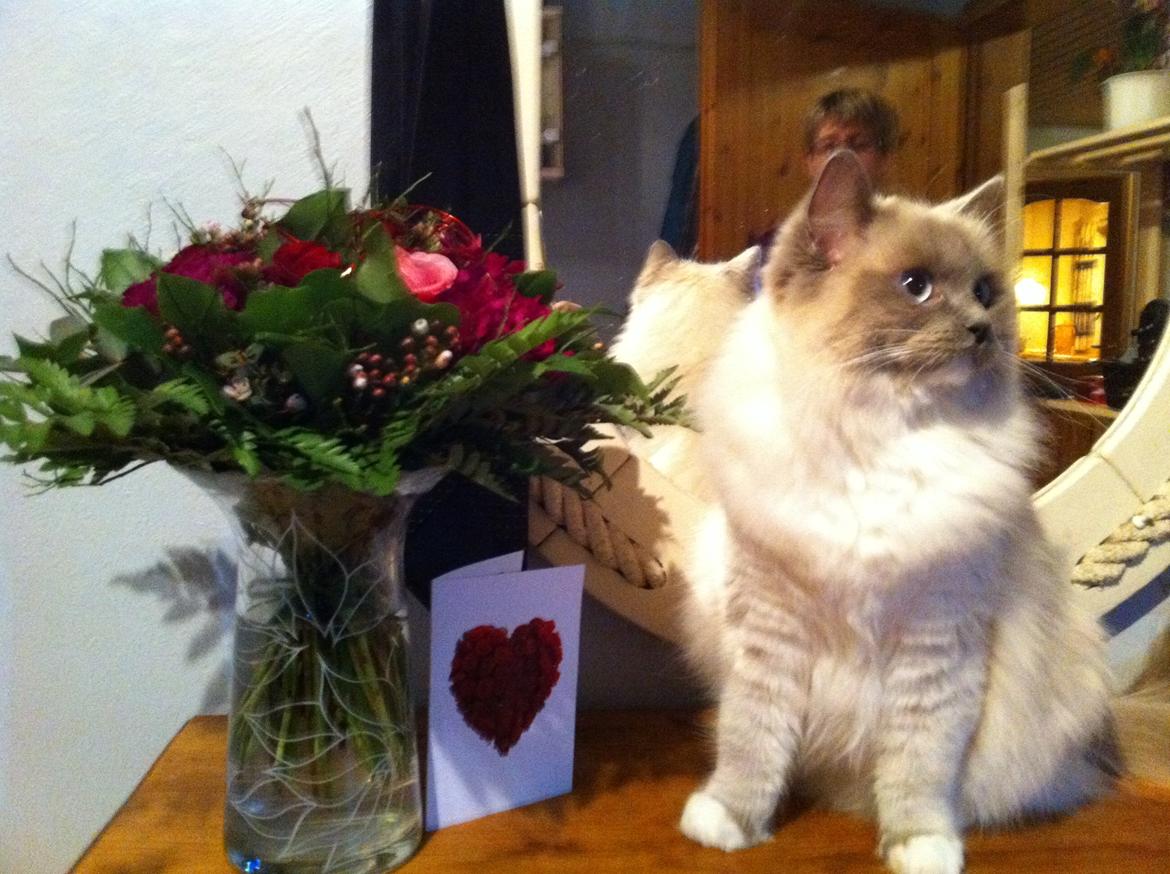 Ragdoll Merle billede 11