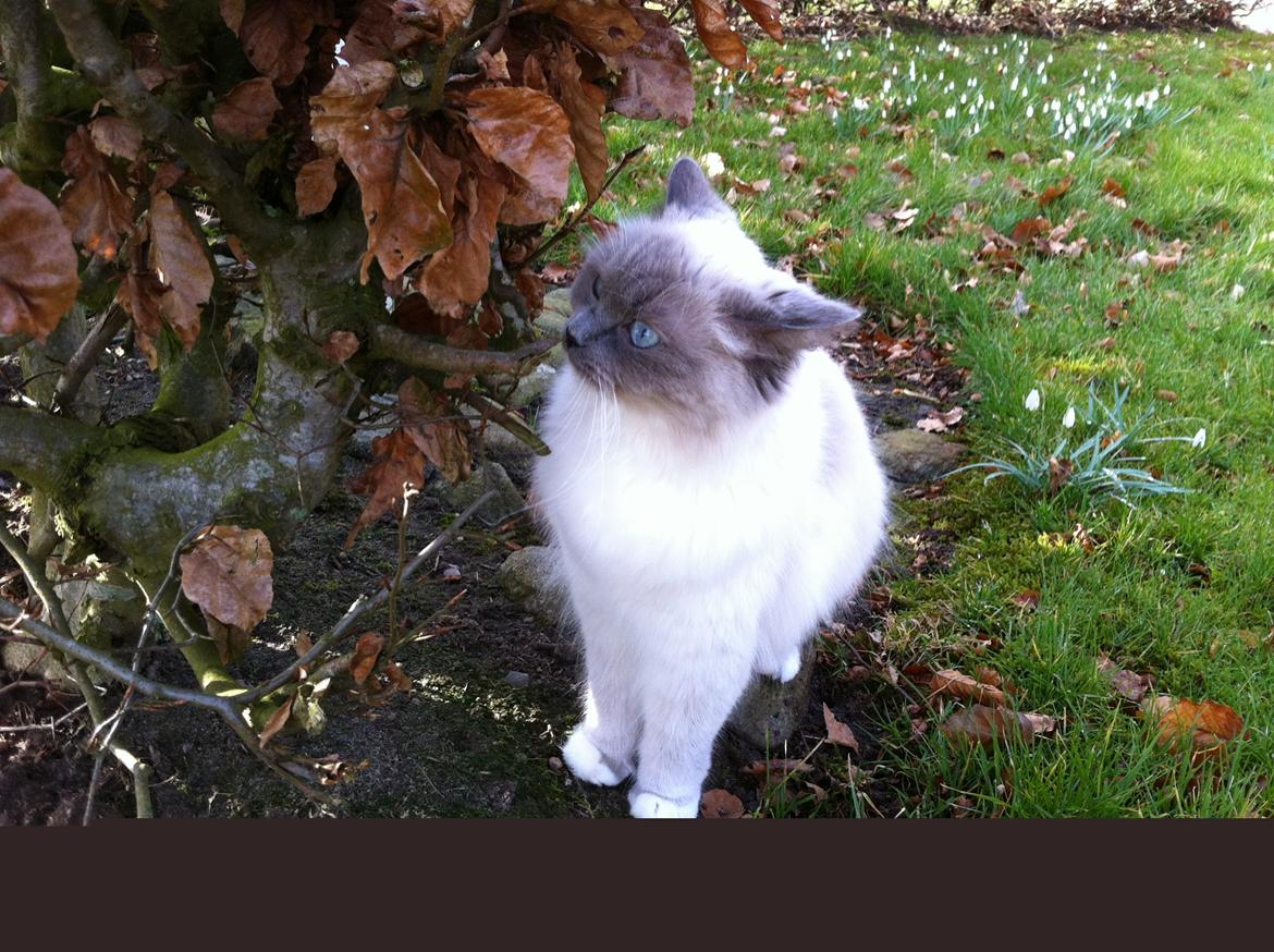 Ragdoll Merle billede 12