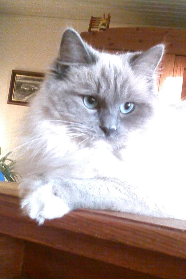 Ragdoll Merle billede 13