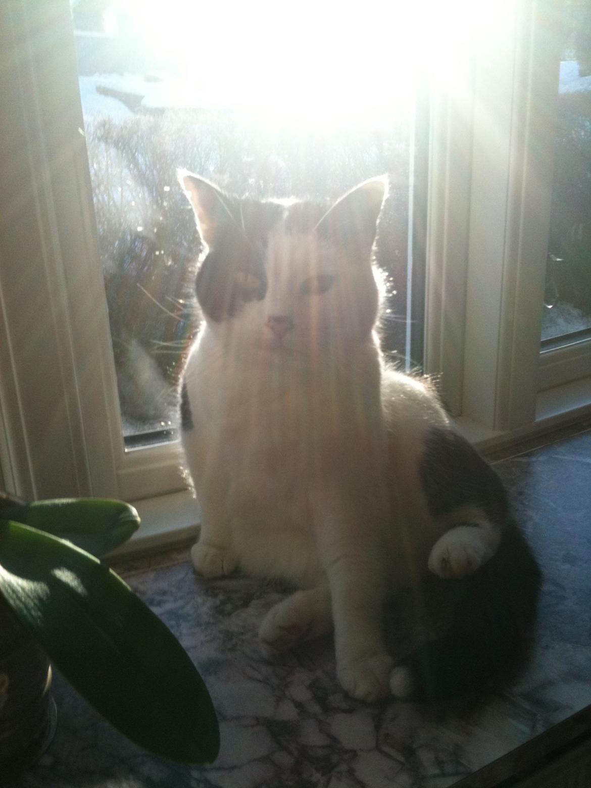 Blanding af racer Molly - Molly i solen billede 1