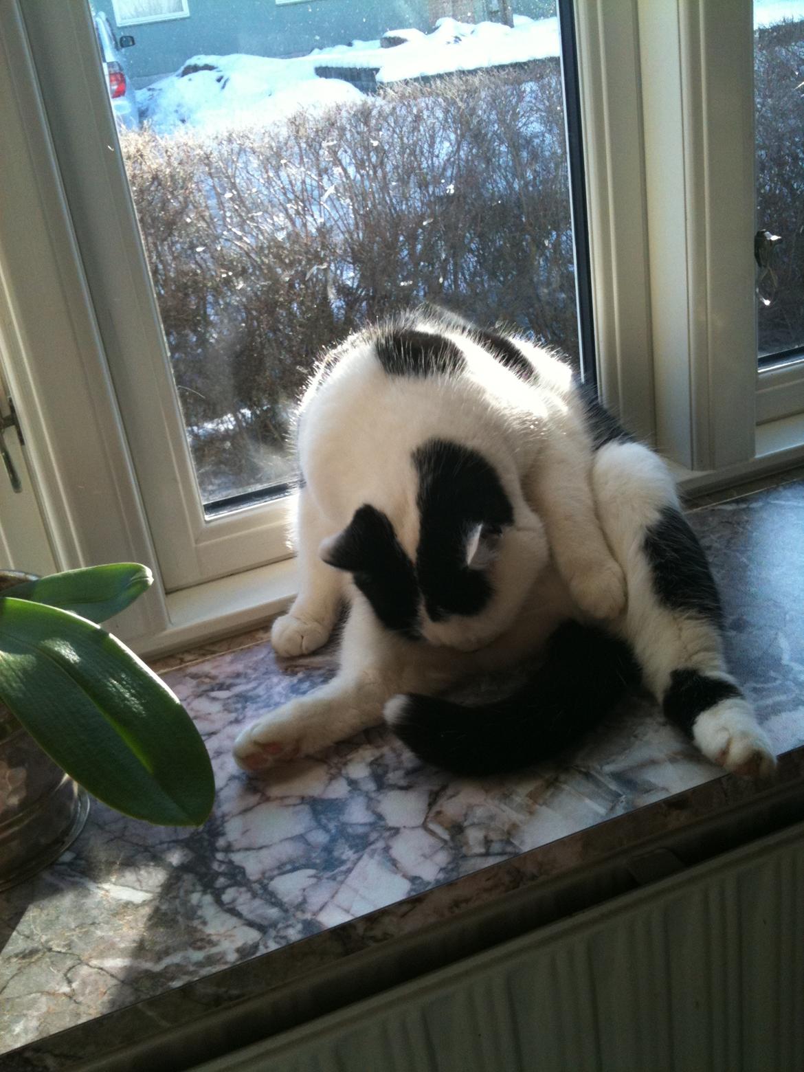 Blanding af racer Molly - Molly sidder på numsen og vasker sig billede 2