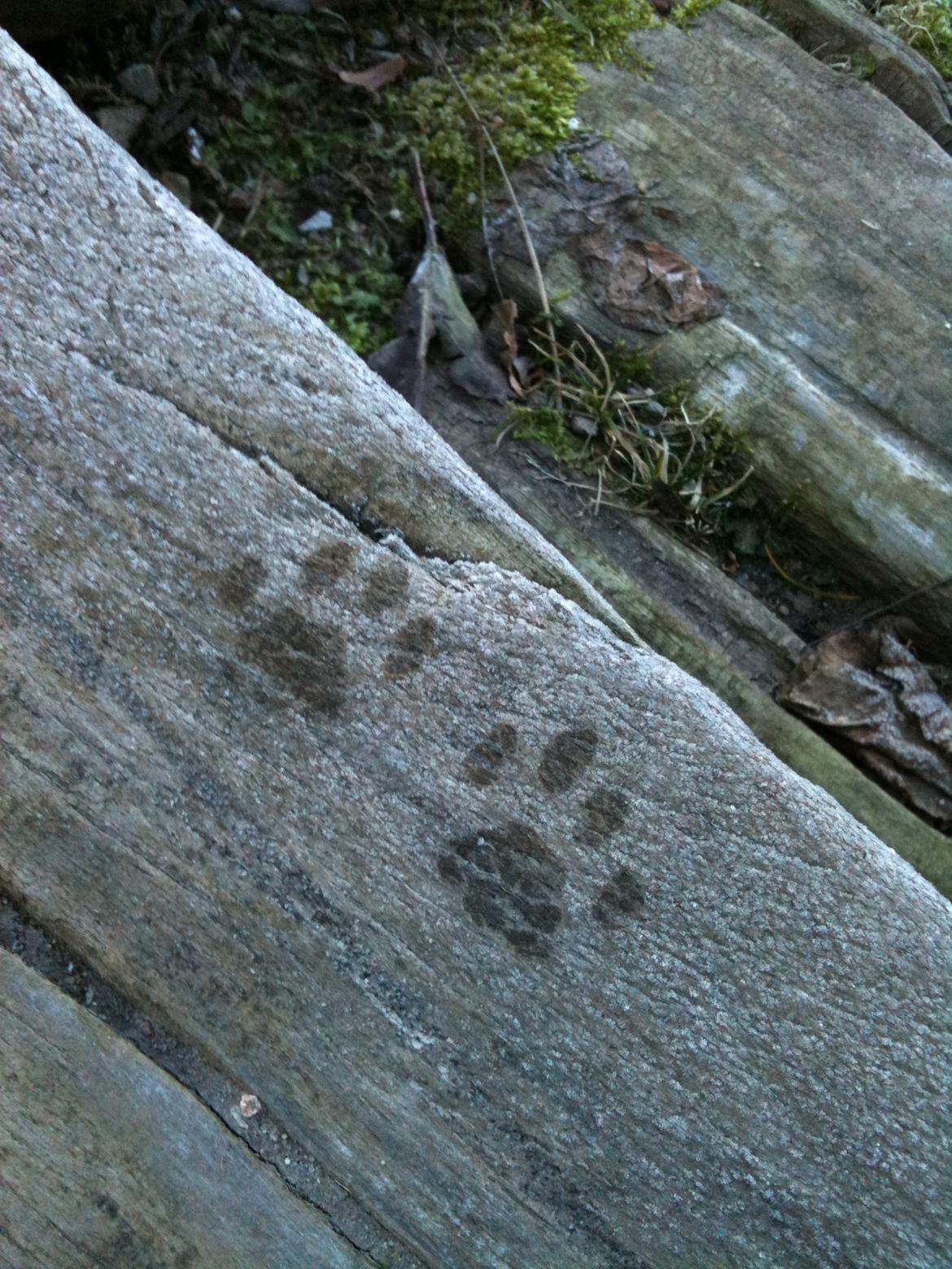 Blanding af racer Molly - Molly´s fodspor  billede 3