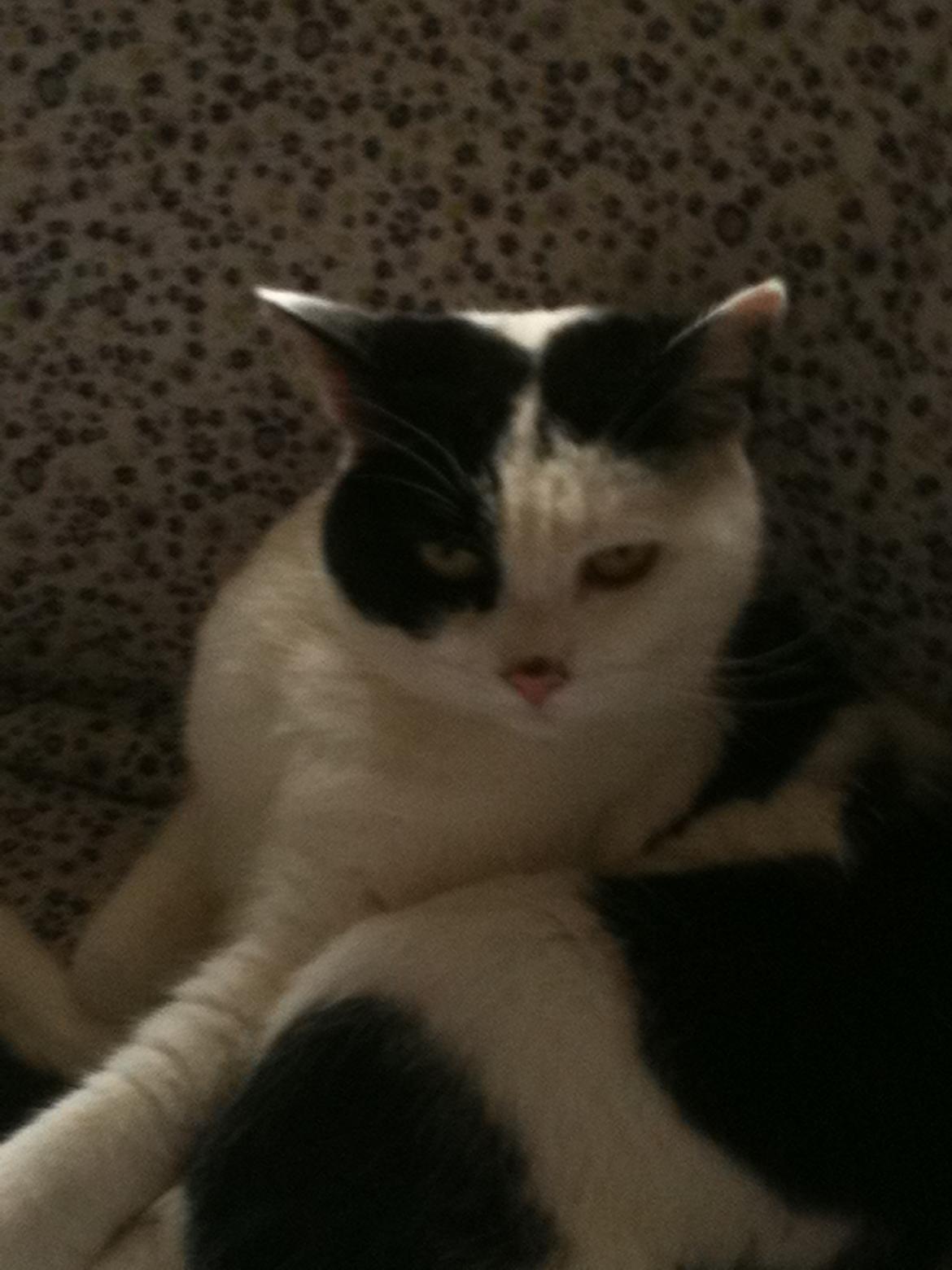 Blanding af racer Molly - Molly i sofa billede 4