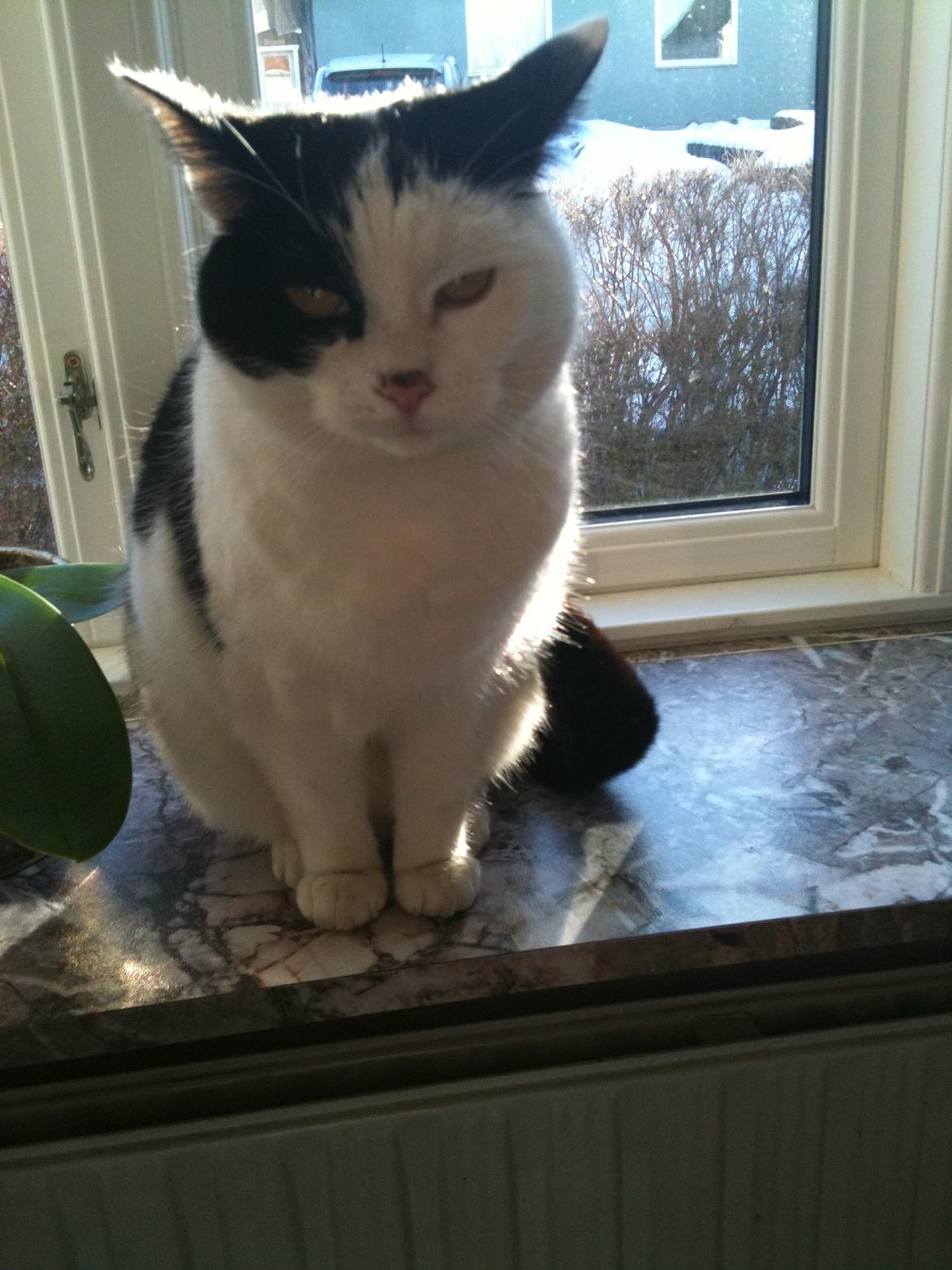 Blanding af racer Molly - Molly sidder i vindueskammen  billede 5