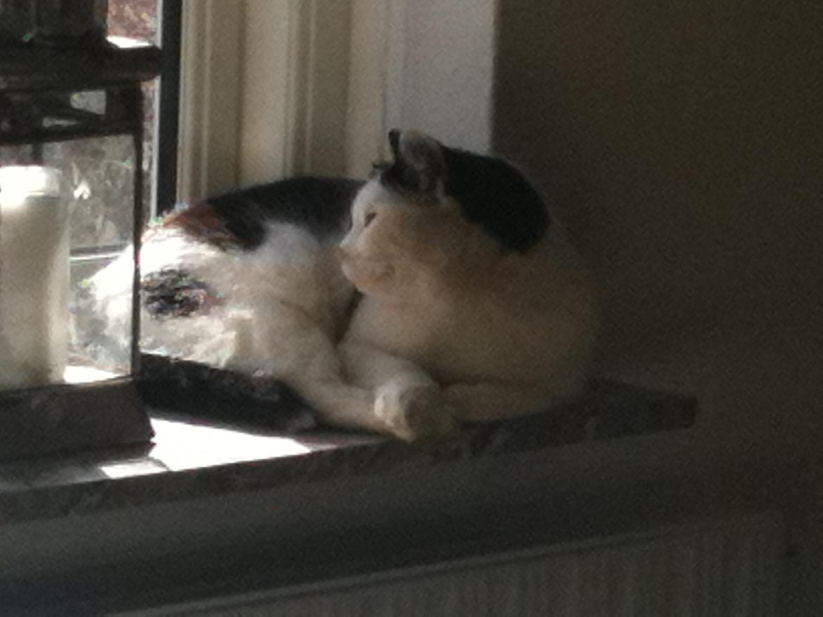 Blanding af racer Molly - Molly ligger ned og kigger ud af vinduet billede 6