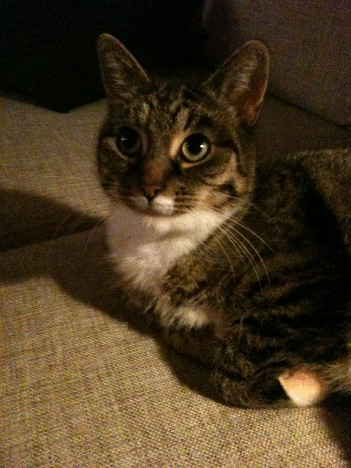 Huskat Tulle billede 1