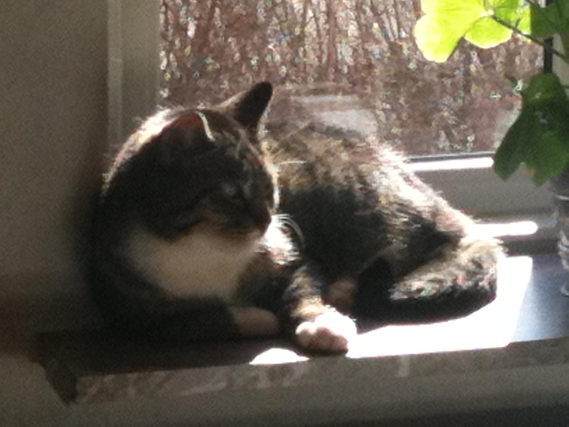 Huskat Tulle billede 2