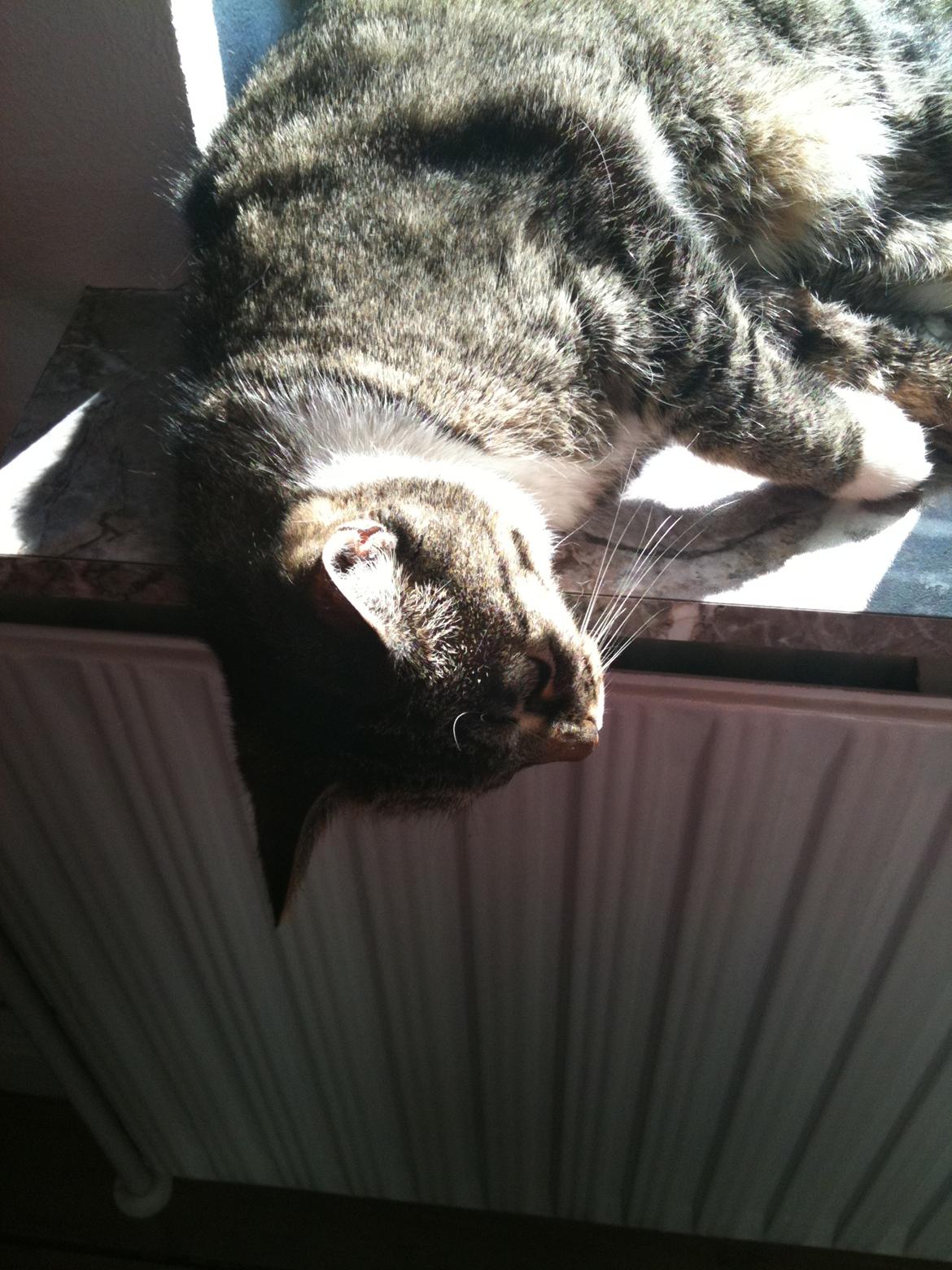 Huskat Tulle billede 3